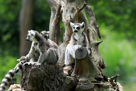 WROCLAW, POLAND - JUNE 09, 2020: The ring-tailed lemur (Lemur catta) is the most recognized lemur due to its long, black and white ringed tail. ZOO in Wroclaw, Poland.のeditorial素材