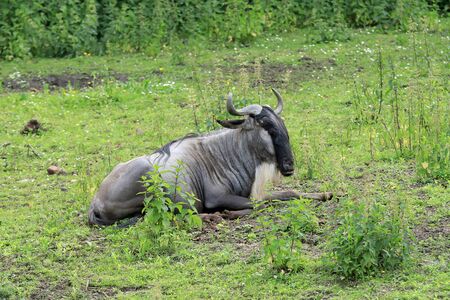 The blue wildebeest, also called the common wildebeest, white-bearded wildebeest, or brindled gnu, is a large antelopeの写真素材