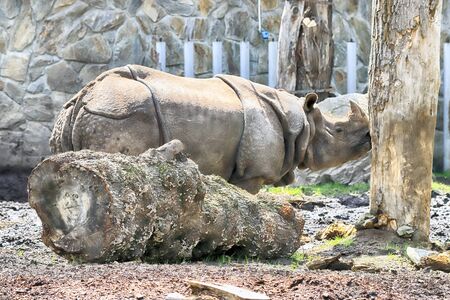 WROCLAW, POLAND - JUNE 09, 2020: Indian Rhinoceros. The Wroclaw Zoological Garden is the oldest and most visited zoo in Poland (and the fifth in Europe).の写真素材