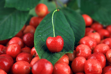Fresh, healthy, real cherries from organic farming, ecological harvest on wood background.