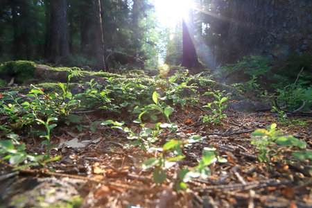 Beautiful forest scenery in the middle of summer. Wild, untouched nature in Karkonosze National...