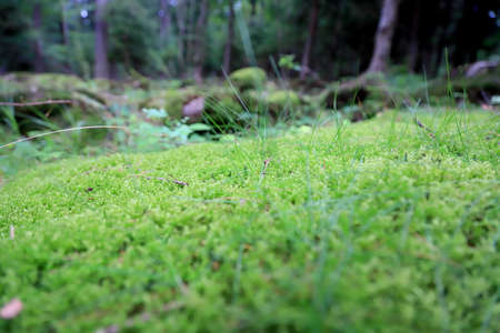 Beautiful forest scenery in the middle of summer. Wild, untouched nature in Karkonosze National Park, Poland, Europe.の写真素材