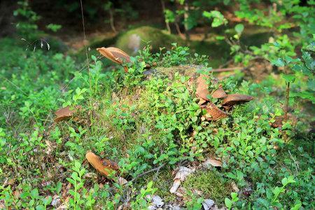 Beautiful forest scenery in the middle of summer. Wild, untouched nature in Karkonosze National...