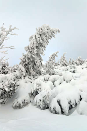 Tourist trail to Sniezka (mountain on the border between the Czech Republic and Poland). Winter landscape. Giant Mountains, Poland, Europe.の写真素材
