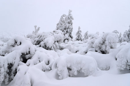 Tourist trail to Sniezka (mountain on the border between the Czech Republic and Poland). Winter landscape. Giant Mountains, Poland, Europe.の写真素材