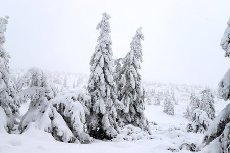 Tourist trail to Sniezka (mountain on the border between the Czech Republic and Poland). Winter...