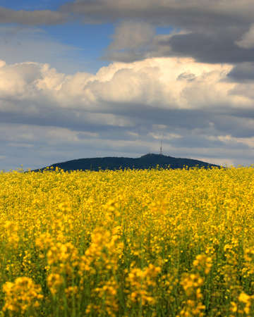 Sleza Mountain in may, surrounded by fields of flowering yellow rape. South-western Poland, Europe.の写真素材