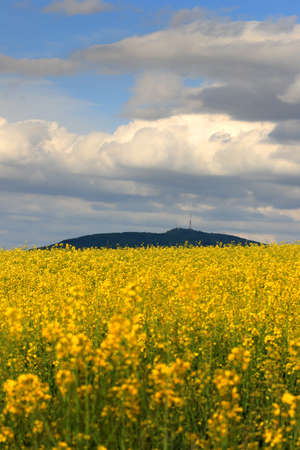 Sleza Mountain in may, surrounded by fields of flowering yellow rape. South-western Poland, Europe.の写真素材