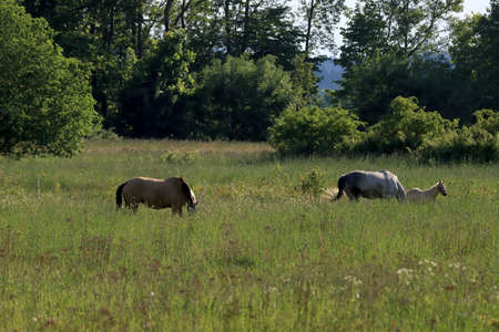Horses in a meadow in the Karkonosze Mountains, near Jelenia Gora, Poland, Europe.の写真素材