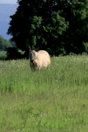Horses in a meadow in the Karkonosze Mountains, near Jelenia Gora, Poland, Europe.の写真素材