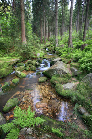 Swieradowka (German: Steinbach) - a mountain stream in south-western Poland, in the province Lower Silesia, in the Izera Mountains.の写真素材