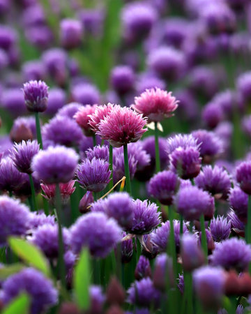 A purple field of blooming chives in the Sleza Landscape Park at the foot of the Sleza Mountain, in south-western Poland, Europe.の写真素材