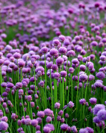 A purple field of blooming chives in the Sleza Landscape Park at the foot of the Sleza Mountain, in south-western Poland, Europe.の写真素材