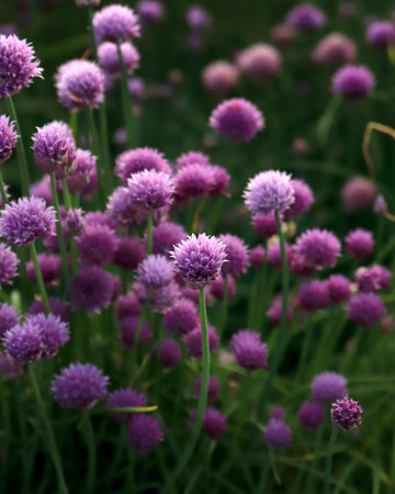 A purple field of blooming chives in the Sleza Landscape Park at the foot of the Sleza Mountain, in south-western Poland, Europe.の写真素材