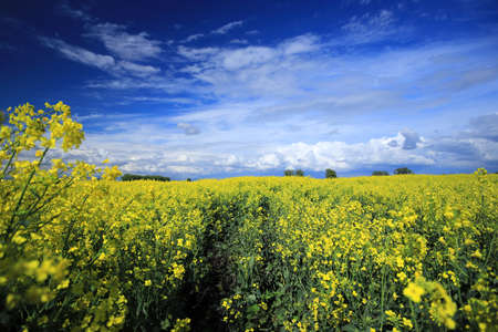 Blooming rapeseed field on a sunny day in early May near Wroclaw, Poland. Spring landscape.の写真素材
