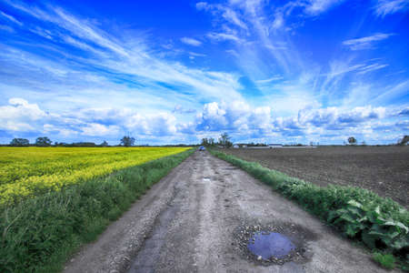 Blooming rapeseed field on a sunny day in early May near Wroclaw, Poland. Spring landscape.の写真素材