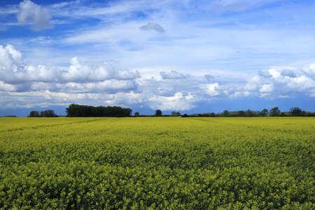 Blooming rapeseed field on a sunny day in early May near Wroclaw, Poland. Spring landscape.の写真素材