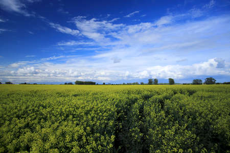 Blooming rapeseed field on a sunny day in early May near Wroclaw, Poland. Spring landscape.の写真素材