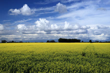 Blooming rapeseed field on a sunny day in early May near Wroclaw, Poland. Spring landscape.の写真素材