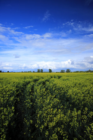 Blooming rapeseed field on a sunny day in early May near Wroclaw, Poland. Spring landscape.の写真素材