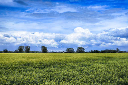 Blooming rapeseed field on a sunny day in early May near Wroclaw, Poland. Spring landscape.の写真素材
