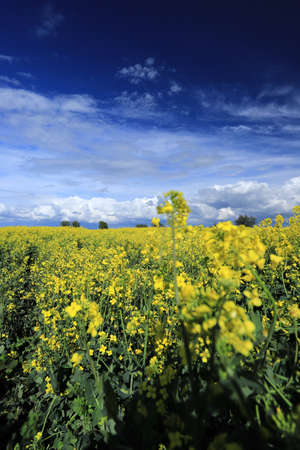 Blooming rapeseed field on a sunny day in early May near Wroclaw, Poland. Spring landscape.の写真素材