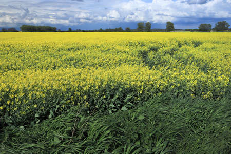 Blooming rapeseed field on a sunny day in early May near Wroclaw, Poland. Spring landscape.の写真素材