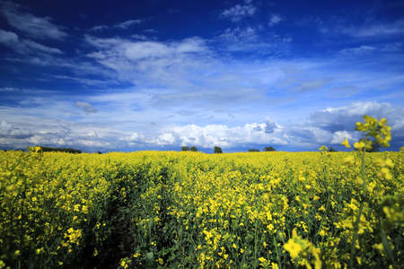 Blooming rapeseed field on a sunny day in early May near Wroclaw, Poland. Spring landscape.の写真素材