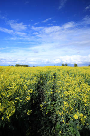 Blooming rapeseed field on a sunny day in early May near Wroclaw, Poland. Spring landscape.の写真素材