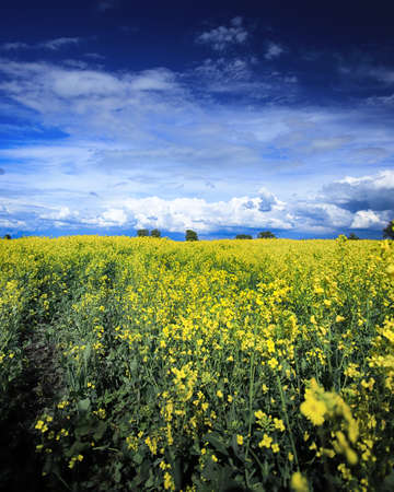Blooming rapeseed field on a sunny day in early May near Wroclaw, Poland. Spring landscape.の写真素材