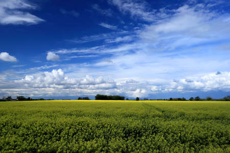 Blooming rapeseed field on a sunny day in early May near Wroclaw, Poland. Spring landscape.の写真素材