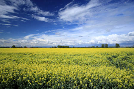 Blooming rapeseed field on a sunny day in early May near Wroclaw, Poland. Spring landscape.の写真素材