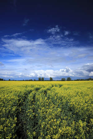 Blooming rapeseed field on a sunny day in early May near Wroclaw, Poland. Spring landscape.の写真素材