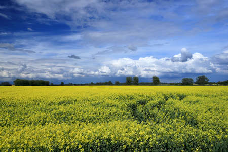 Blooming rapeseed field on a sunny day in early May near Wroclaw, Poland. Spring landscape.の写真素材