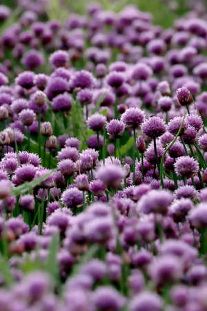 A purple field of blooming chives in the Sleza Landscape Park at the foot of the Sleza Mountain, in south-western Poland, Europe.の写真素材