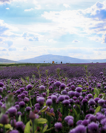 A purple field of blooming chives in the Sleza Landscape Park at the foot of the Sleza Mountain, in south-western Poland, Europe.の写真素材