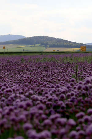 A purple field of blooming chives in the Sleza Landscape Park at the foot of the Sleza Mountain, in south-western Poland, Europe.の写真素材