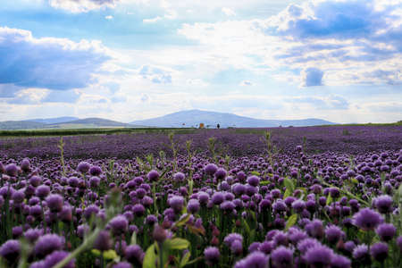 A purple field of blooming chives in the Sleza Landscape Park at the foot of the Sleza Mountain, in south-western Poland, Europe.の写真素材
