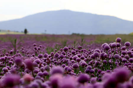A purple field of blooming chives in the Sleza Landscape Park at the foot of the Sleza Mountain, in south-western Poland, Europe.の写真素材