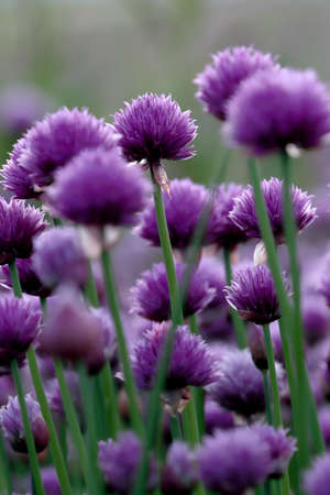 A purple field of blooming chives in the Sleza Landscape Park at the foot of the Sleza Mountain, in south-western Poland, Europe.の写真素材