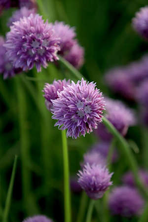 A purple field of blooming chives in the Sleza Landscape Park at the foot of the Sleza Mountain, in south-western Poland, Europe.の写真素材