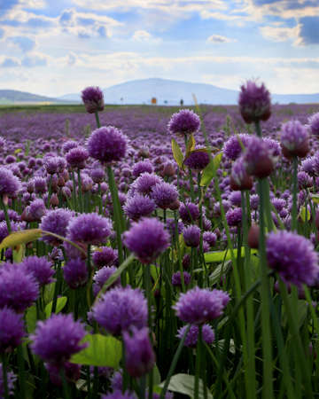 A purple field of blooming chives in the Sleza Landscape Park at the foot of the Sleza Mountain, in south-western Poland, Europe.の写真素材