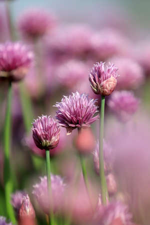 A purple field of blooming chives in the Sleza Landscape Park at the foot of the Sleza Mountain, in south-western Poland, Europe.の写真素材