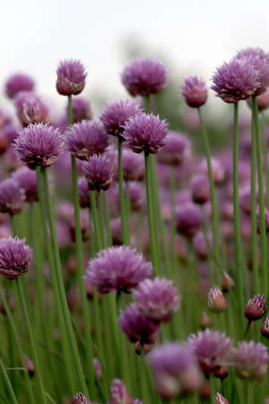 A purple field of blooming chives in the Sleza Landscape Park at the foot of the Sleza Mountain, in south-western Poland, Europe.の写真素材