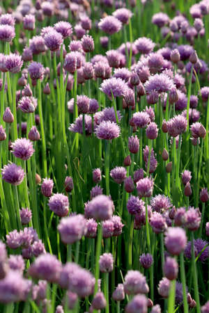 A purple field of blooming chives in the Sleza Landscape Park at the foot of the Sleza Mountain, in south-western Poland, Europe.の写真素材