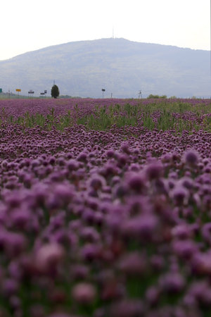 A purple field of blooming chives in the Sleza Landscape Park at the foot of the Sleza Mountain, in south-western Poland, Europe.の写真素材