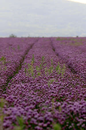 A purple field of blooming chives in the Sleza Landscape Park at the foot of the Sleza Mountain, in south-western Poland, Europe.の写真素材