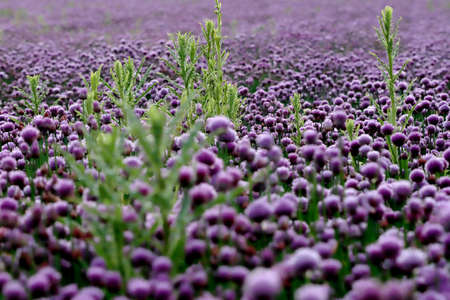 A purple field of blooming chives in the Sleza Landscape Park at the foot of the Sleza Mountain, in south-western Poland, Europe.の写真素材