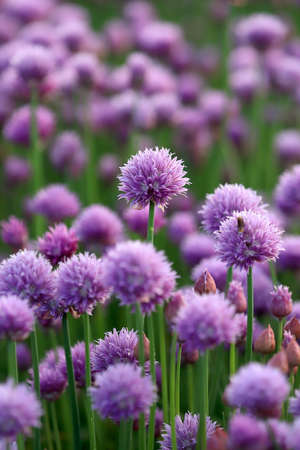 A purple field of blooming chives in the Sleza Landscape Park at the foot of the Sleza Mountain, in south-western Poland, Europe.の写真素材
