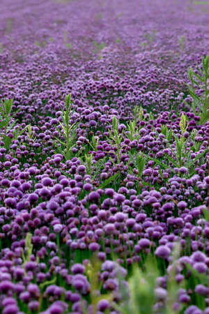 A purple field of blooming chives in the Sleza Landscape Park at the foot of the Sleza Mountain, in south-western Poland, Europe.の写真素材